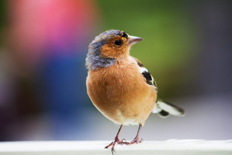 The Advantages Of A Squirrel-Proof Bird Feeder