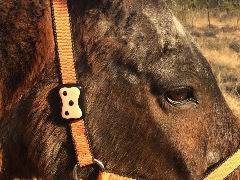 Things You Should Know Before Buying Horse Tracker GPS Online