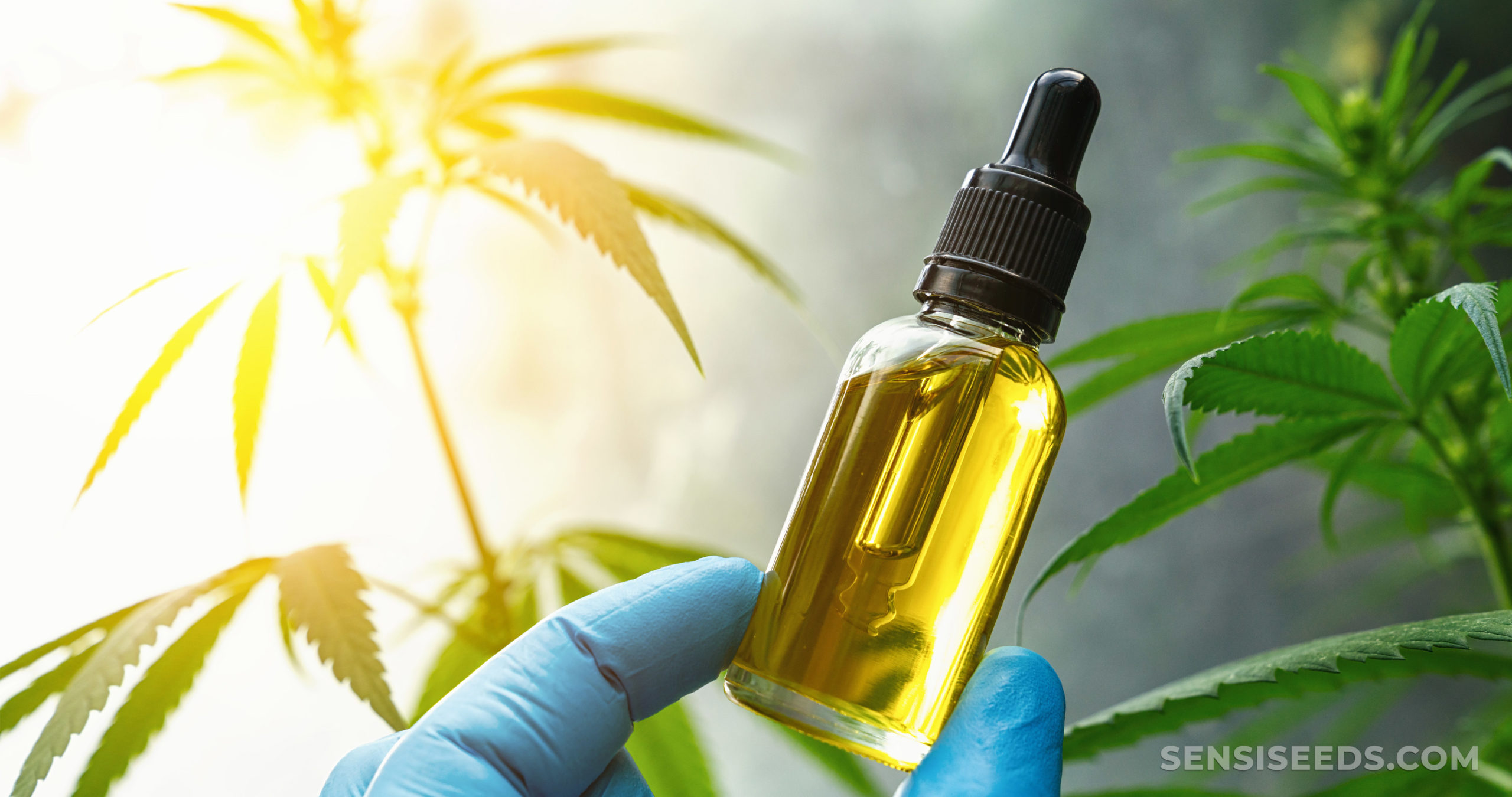 What is CBDA? Benefits Explained